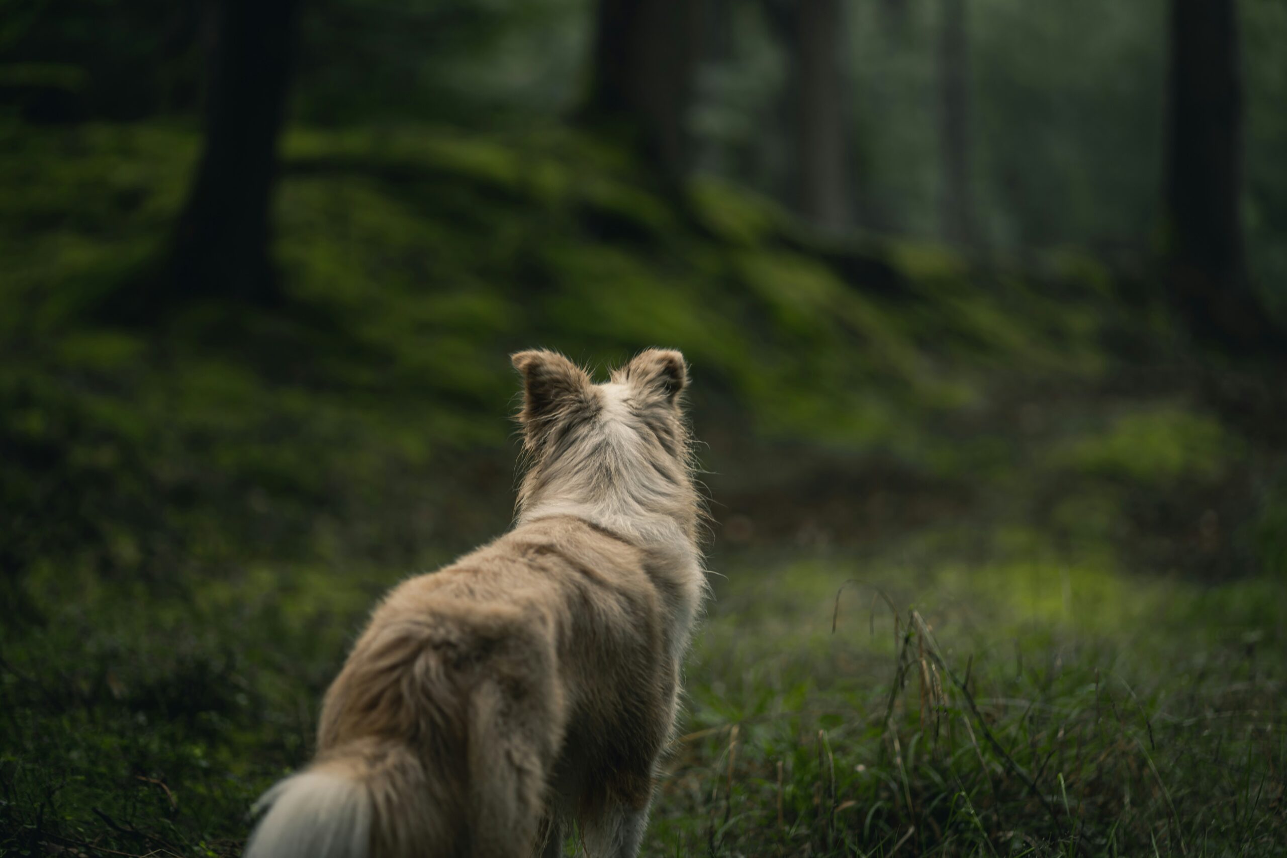 Beiger langhaar Hund ist von hinten im Wald zu sehen.